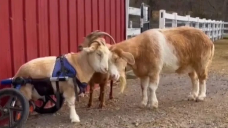 Sweet Footage Shows Amputee Goat In Wheelchair’s Bond With Her Parents