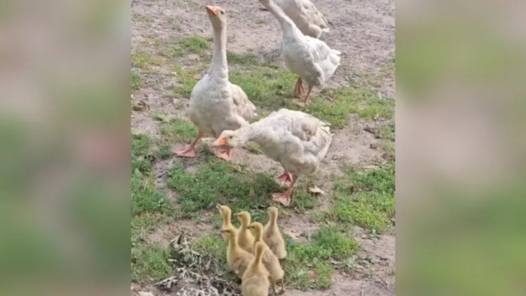 Man Brings Home Group Of Orphaned Goslings To See If His Geese Will Adopt Them