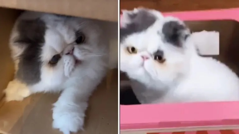 Potato The Persian Cat Proves Boxes Are Paws Down The Best Toys Ever