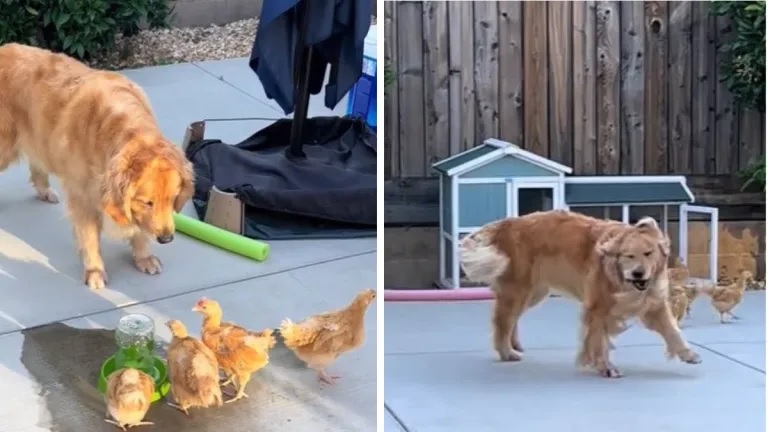 Adorable Golden Retriever Carefully Plays With Little Chicken Friends