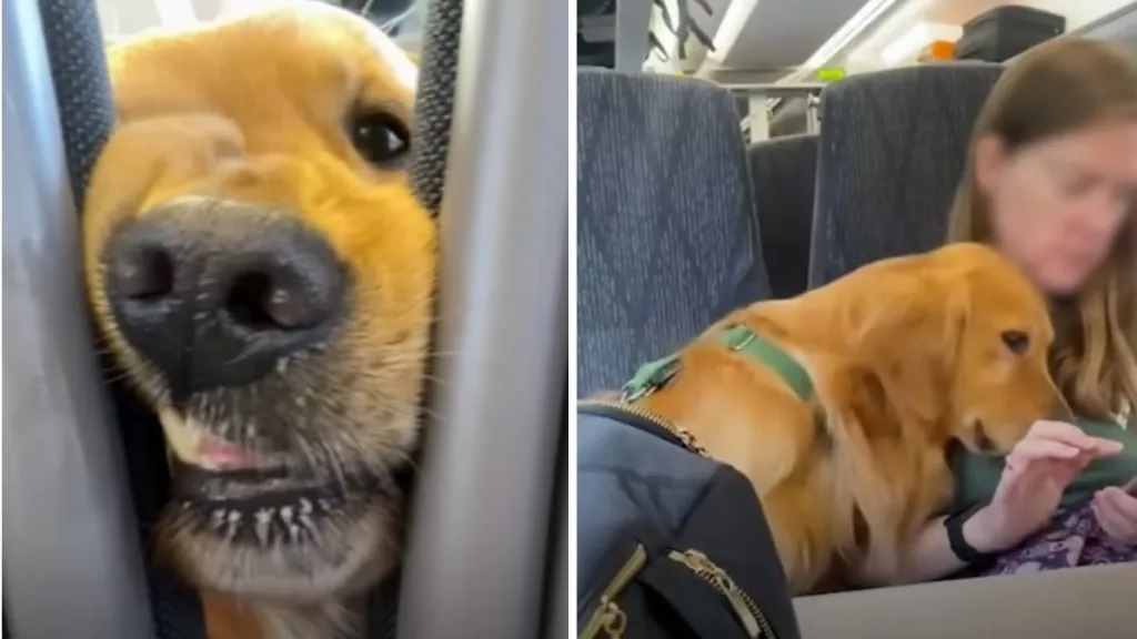 Golden Retriever Makes Instant Friends With Everyone On His Train Rides