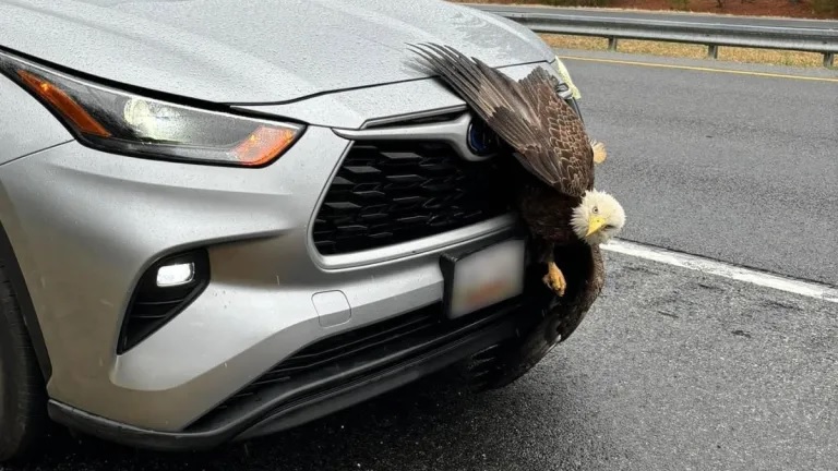 Bald Eagle Trapped In Car Grille After Being Hit Turns Out To Be One Lucky Bird