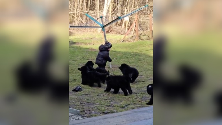 Puppy Attack! Newfoundlands Swarm Little Boy In The Cutest Stampede Ever