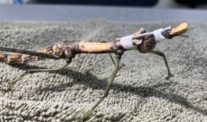 Macgyvered Neck Brace Saves Rare Peruvian Grasshopper: ‘no matter how big or small’ the Zookeepers Care