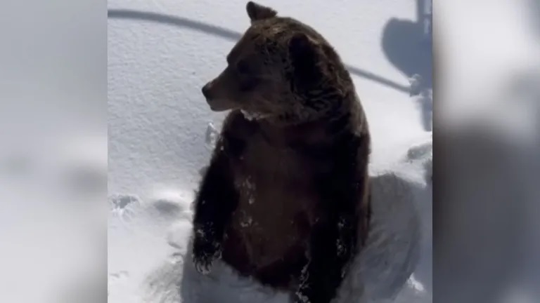 Beloved Local Celebrity Boo The Bear Officially Out of Hibernation