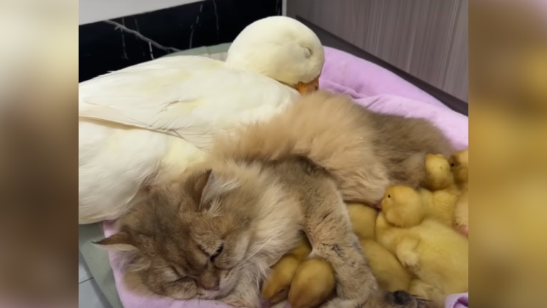 Daily Dose Of Adorable: Cats, Ducks, And Ducklings Snuggle Up For Cutest Nap Ever