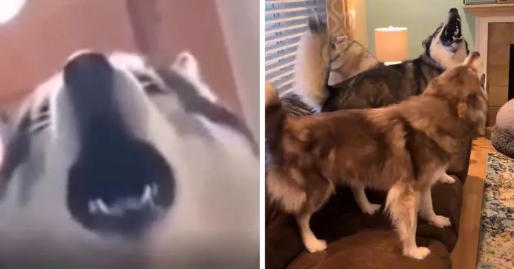 Singing The Song Of Their People — Huskies Who Cannot Hold In Their Howl Any Longer!